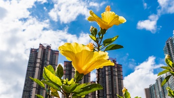 黃色大紅花/黃花朱槿